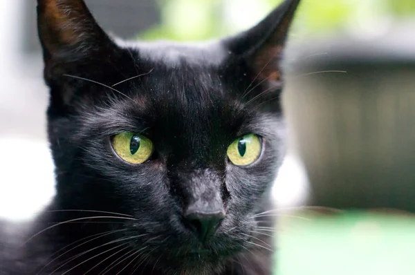 Cara de gato negro — Foto de Stock