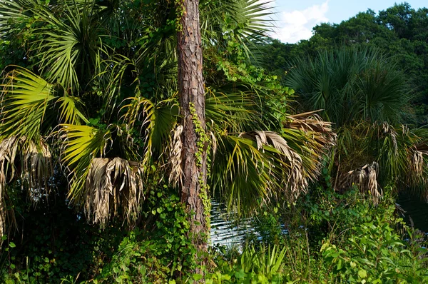 各種の亜熱帯の植物 — ストック写真