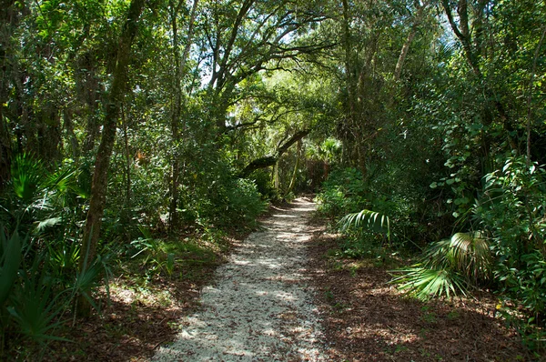 Pathway through subtropical forest — Stock Photo, Image