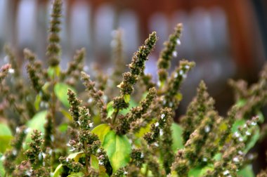 birçok patchouly çiçek tomurcuk sapları