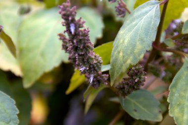 Patchouly çiçek yakın çekim