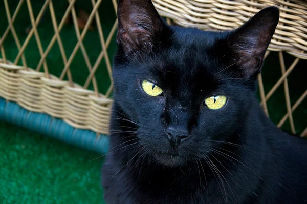 Μαύρη γάτα κοιτώντας ψηλά — Φωτογραφία Αρχείου