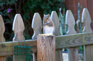 Doğu gri sincap yemek
