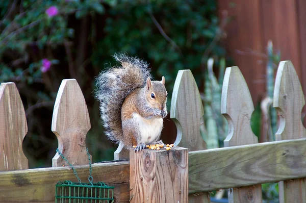 Masculino oriental cinza esquilo comer milho — Fotografia de Stock