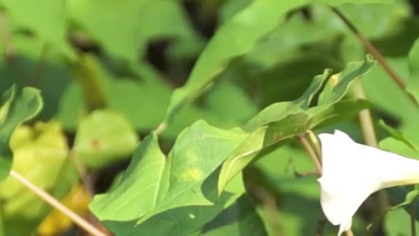 Panning over creeping vine — Stock Video