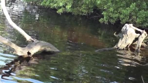 Arbre mort au bord des rivières 