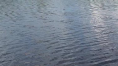 Imperial Nehri akış su