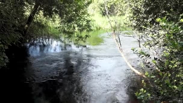 Looking downstream at mouth of river with bird calls — Stock videók