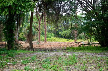 subtropikal vahşi doğada florida