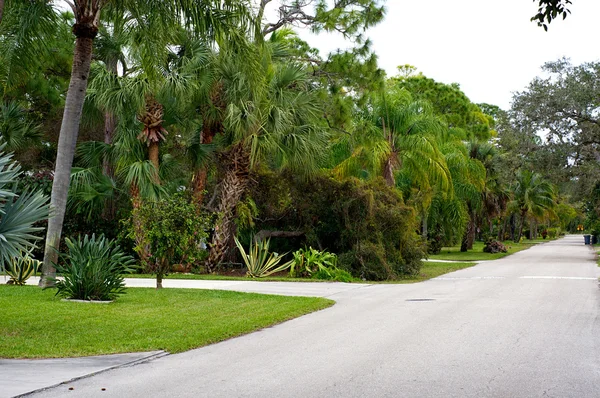 Qualis walk lush tropical street — Stock Photo, Image