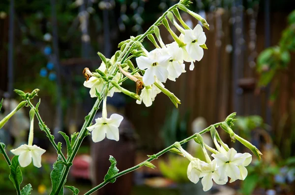 Nicotiana alata çiçekler sabah — Stok fotoğraf