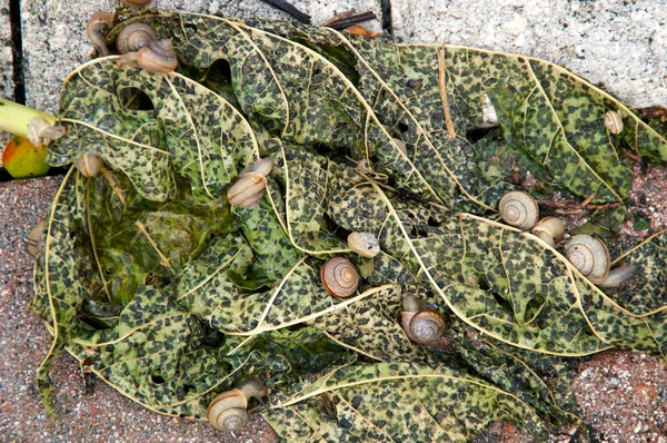 木瓜叶上的蜗牛 — 图库照片