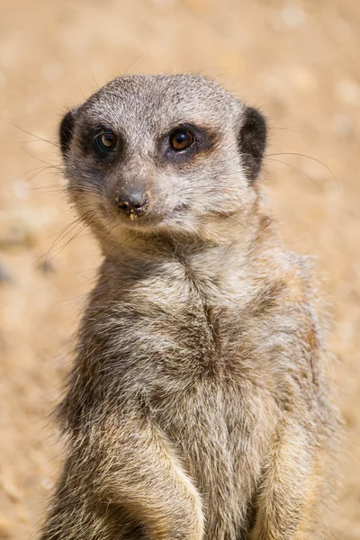 Gros plan d'une suricate. — Photo