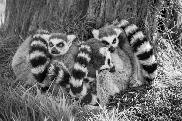 Sleeping Ring Tailed Lemurs. — Stock Photo, Image