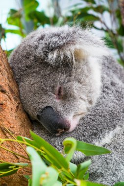 Koala ağaçta uyuyor.