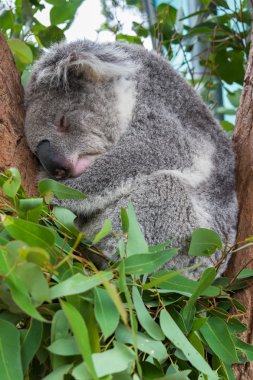 Bir ağacın altında oturup uyuyan bir koala