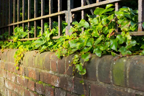 Uma cerca de ferro em cima de uma parede coberta de hera . — Fotografia de Stock
