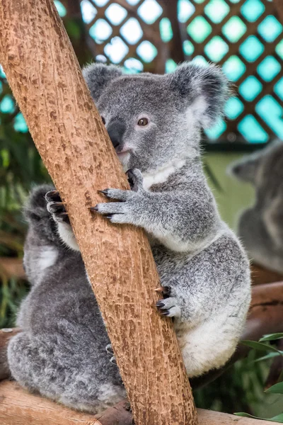 Baby koala sitting in a tree — Stock Photo, Image