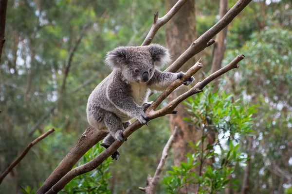 Un Koala sauvage grimpant à un arbre — Photo