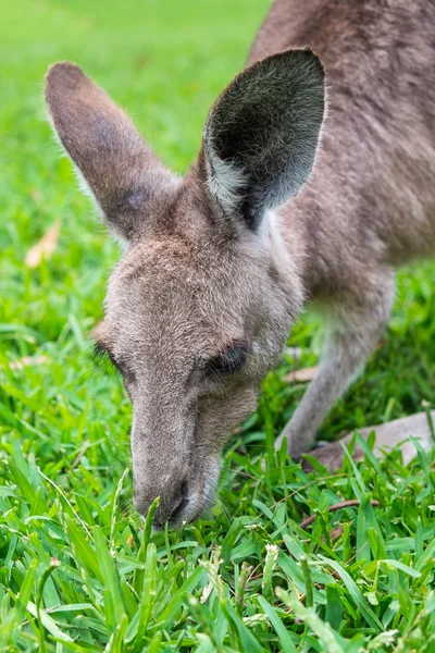 Gros plan d'un kangourou gris — Photo
