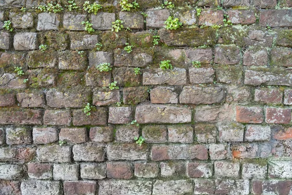 Sfondo di un muro di mattoni con muschio e erbacce — Foto Stock