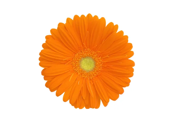 Gerbera arancione isolato su bianco — Foto Stock