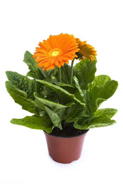 Narancssárga gerbera növény pot — Stock Fotó