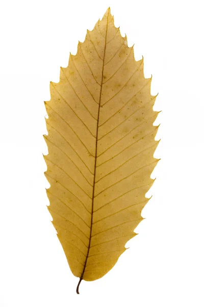 Torra bruna löv över vita — Stockfoto