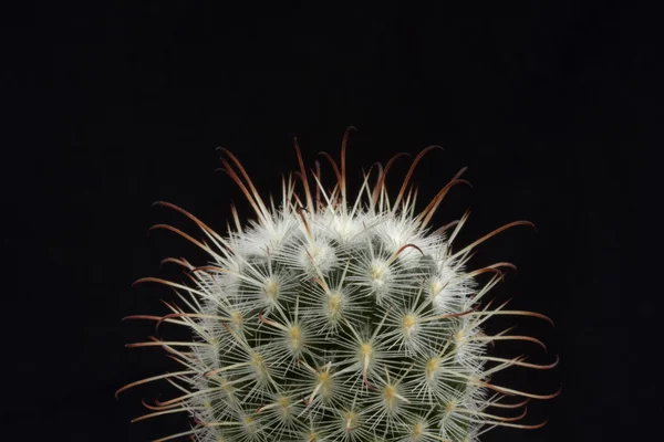 Small cactus over black — Stock Photo, Image