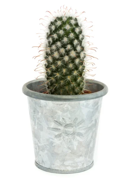 Egyetlen cactus egy ezüst pot felett fehér — Stock Fotó