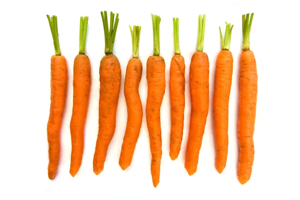 Línea de zanahorias orgánicas con tapas verdes sobre blanco — Foto de Stock