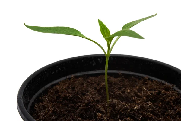 Seedling in a pot over white Stock Photo