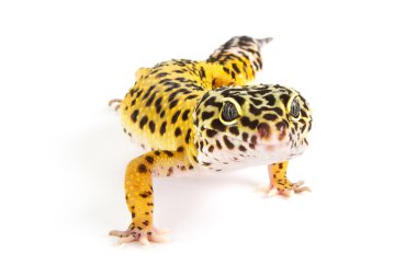 Beyaz leopar gecko