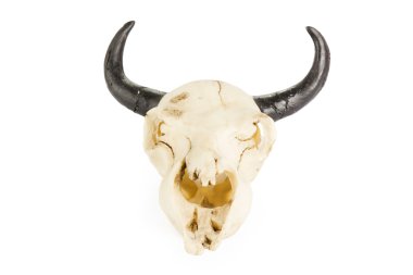 Beyaz Keçi kafatasında