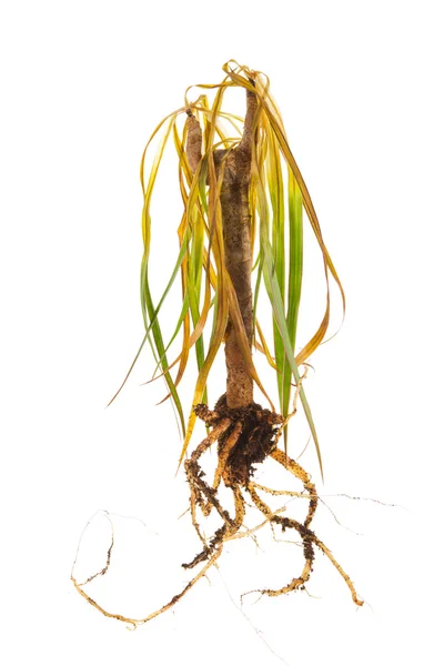 Dead plant showing roots over white — Stock Photo, Image