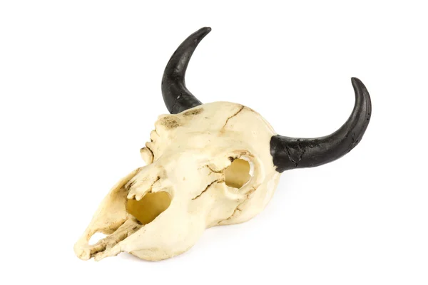 Crânio de cabras em branco — Fotografia de Stock