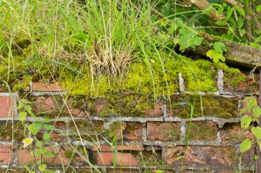 yosun ve ot çöken duvar arka plan kapsamında