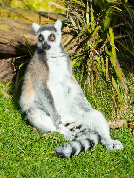 Ring-tailed lemur sitting on the grass — Stock Photo, Image