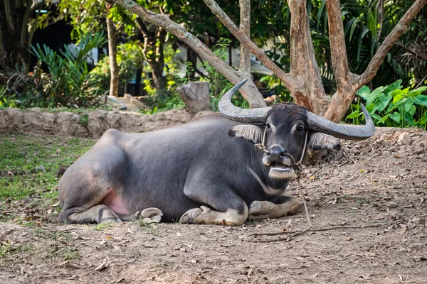 Única sessão Água Buffalo — Fotografia de Stock