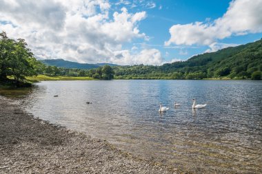 Kuğular üzerinde Rydal Water Lake District.