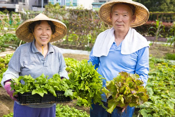 Feliz casal sênior trabalhando na horta de legumes — Fotografia de Stock