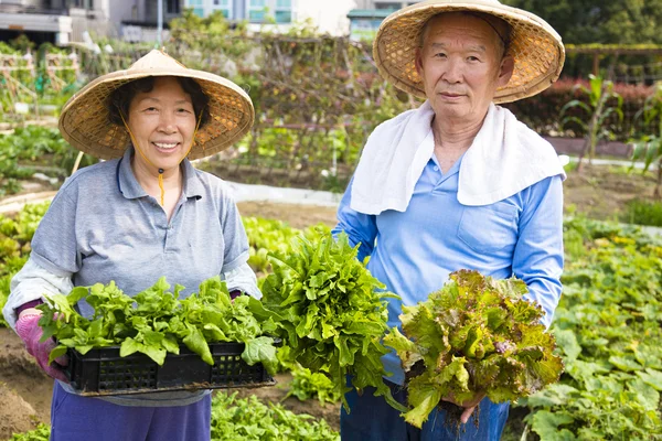 Feliz pareja de ancianos que trabajan en huerta —  Fotos de Stock