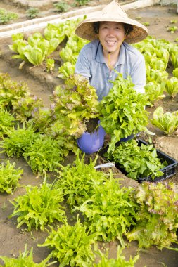 mutlu kadın kıdemli çiftçi sebze grupta çalışma