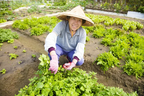 快乐的女性高级农民在蔬菜农场工作 — 图库照片