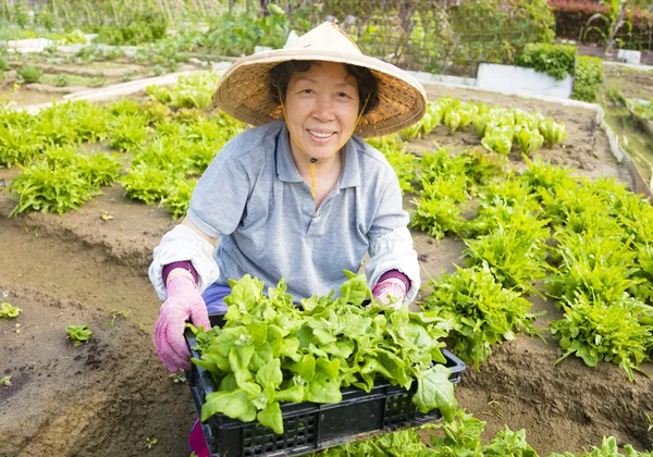 Mujer feliz agricultor senior que trabaja en la granja de verduras —  Fotos de Stock