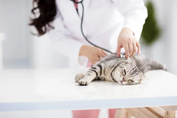 Kvinnliga veterinär läkare med katt — Stockfoto