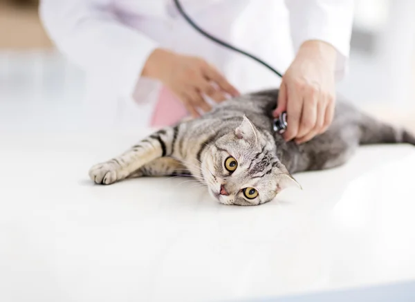 Medico veterinario femminile con gatto — Foto Stock