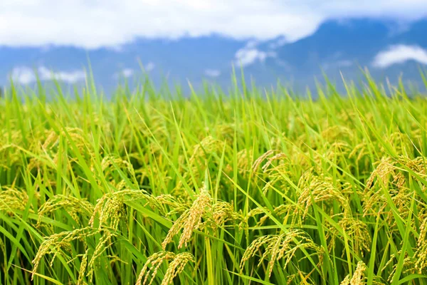 Primo Piano Della Risaia Verde Gialla — Foto Stock