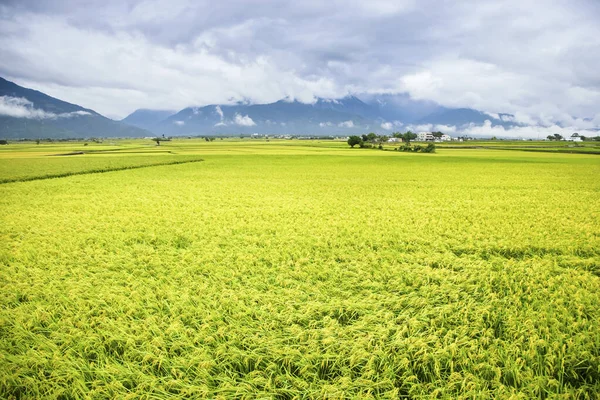 Belo Campo Arroz Taiwan — Fotografia de Stock