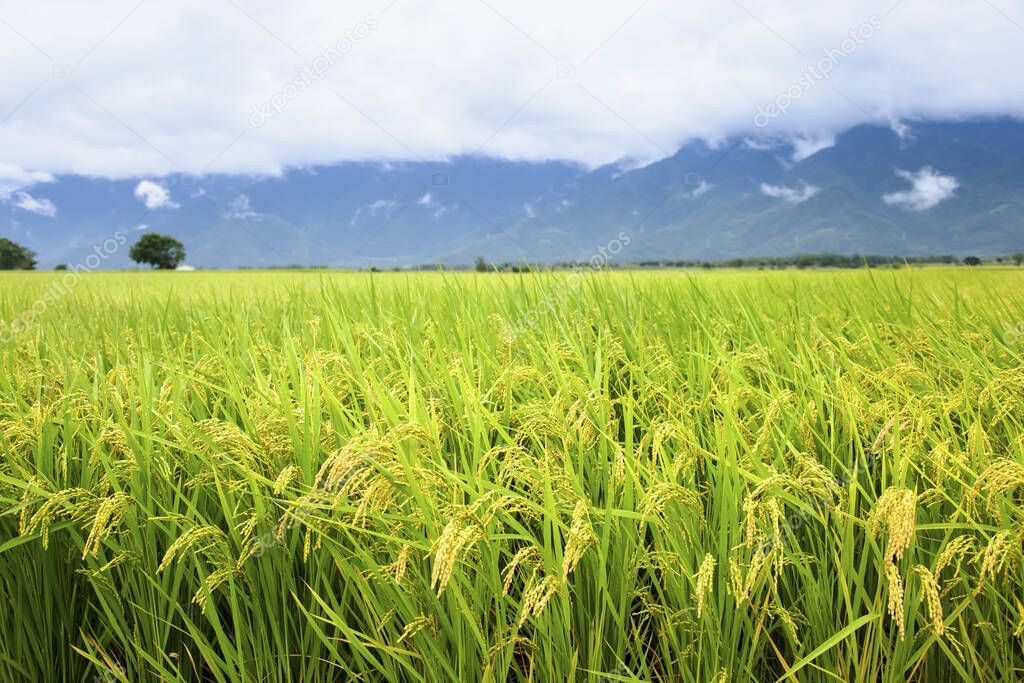 close up of yellow green rice field
